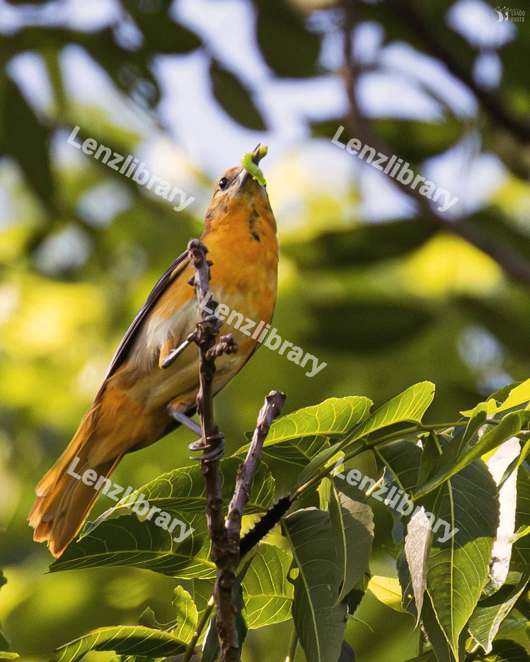 A Yellow Bird perched on a tree branch
